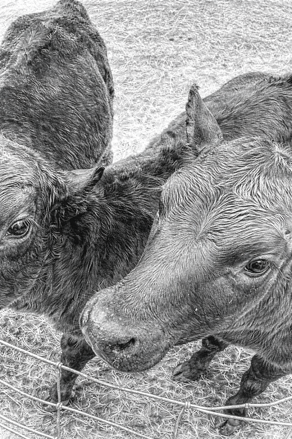 The Calves